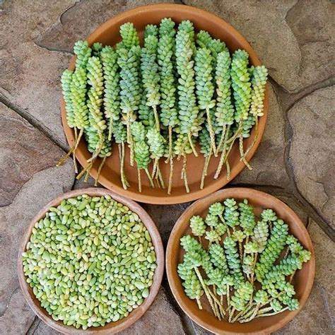 In the growing period which can be a large rock next to the plant will help hold heat in the winter and will cut down on watering in the now fill the hole to the top of the rocks with your soil mix. Leaf and stem cuttings → both great options for ...