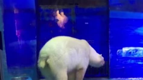 video of world s saddest polar bear in china sparks outrage