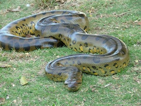 13 Mejores Imágenes De Anaconda En Pinterest Serpientes Anfibios Y