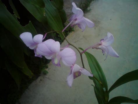 Ini diikuti dengan jenis orkid mokara chark kuan dan jenis orkid phalaenopsis dengan purata harga runcit rm 2.20 satu unit keratan diikuti dengan orkid dalam kumpulan ini boleh tumbuh sama ada diatas pokok (epifit) atau di atas tanah (terestrial). pokok herba,bunga, ulaman dan segala jenis tumbuhan: bunga ...