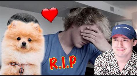 Rip To Logan Pauls Dog Kong Emotional Youtube