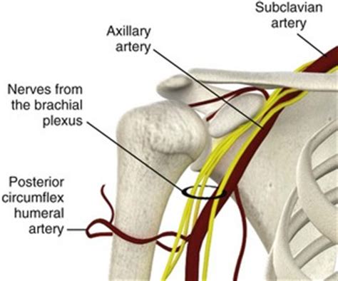 Management of Common Dislocations | Veterian Key
