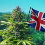 Section 101.1 is amended to read as follows section 101.1 title: LondonWeed.Net - Top London & UK & Ireland & Scotland ...