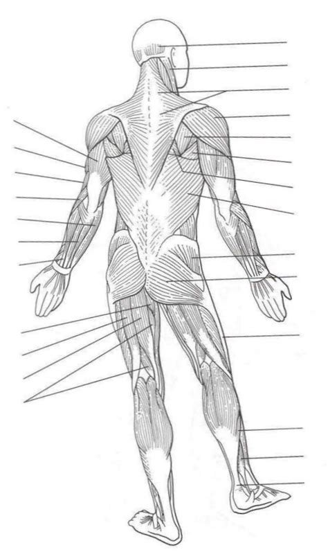 Anatomy of male muscular system exercise and muscle guide human. Muscles of the Body Quiz | body regions cavities body regions diagram | nursing, surgical, and ...