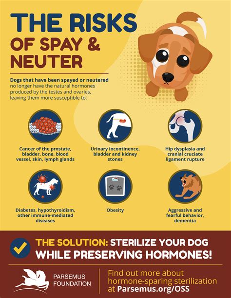 How Spaying And Neutering Affect Health Parsemus Foundation