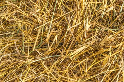 206 Hay Seamless Straw Texture Stock Photos Free And Royalty Free Stock
