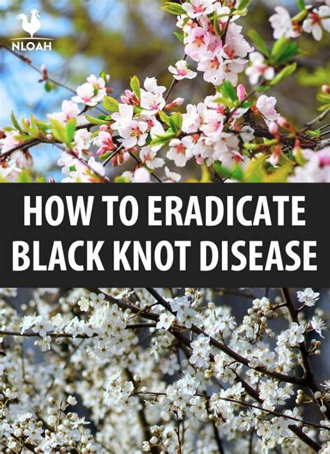 How To Eradicate Black Knot Disease • New Life On A Homestead Fruit