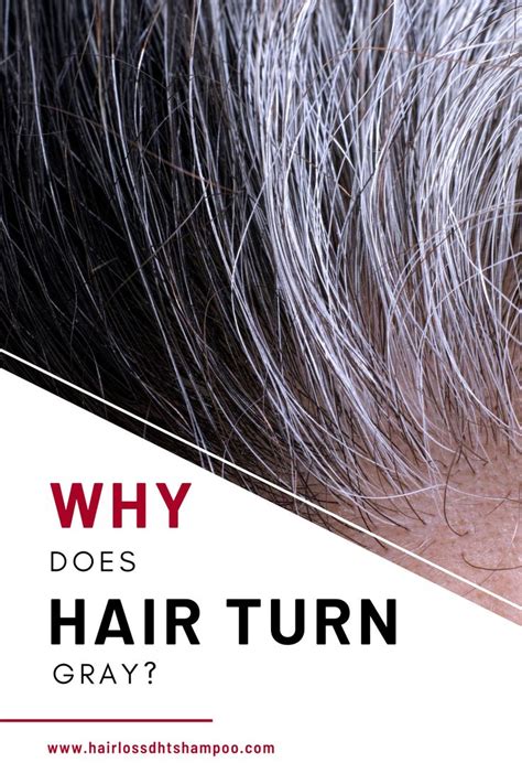 Pubic lice are tiny insects that live on the skin and hair in the pubic area. Why Does Hair Turn Gray? | Transition to gray hair, How to ...