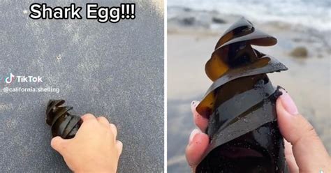 What Does A Shark Egg Look Like Video Gives A Look
