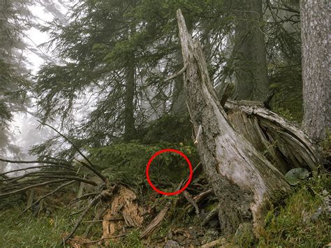 Can You Spot The Snipers Hidden In These Photos Wired