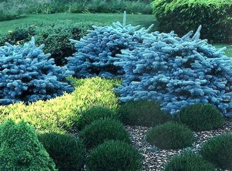 Dwarf plants are often best suited for bonsai, rock gardens, pondside, small gardens, and patio plantings and they are great for use in containers just be sure to freshen up the soil every couple years. small evergreen shrubs for landscaping common name dwarf ...