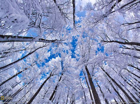 Free Photo Frozen Forest Bright Cold Forest Free Download Jooinn