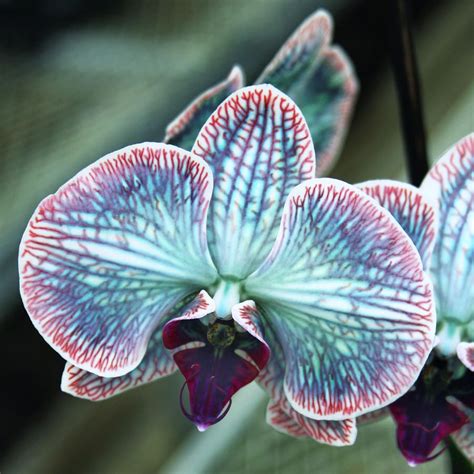 Black Orchid Rare Orchids Beautiful Orchids Orchid Seeds