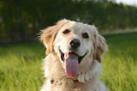 The Gorgeous Golden Retriever Friendship Loyalty And Love
