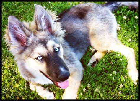 How do these popular breeds mix together and which traits show the most? Amber at 8 months! German Shepherd Siberian Husky mix ...