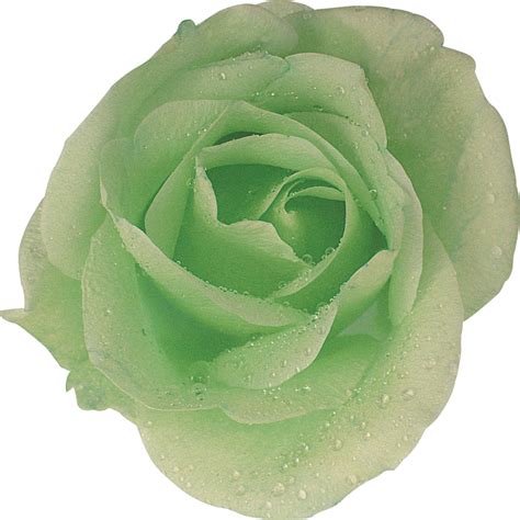 緑色の花の写真・フリー素材／No.223『緑・バラ』