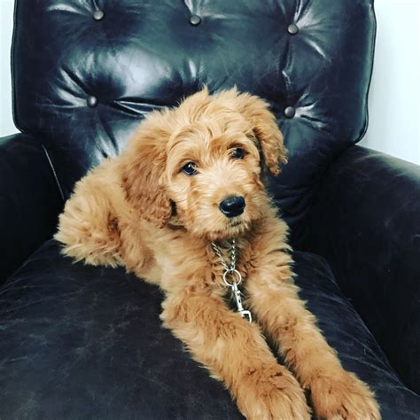 Cockapoos, on the other hand, are typically around 1 foot 3 inches and their weight ranges from 19. Goldendoodle Fb1 standard size puppy | Goldendoodle ...