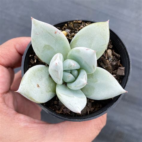 Echeveria Colorata Mexican Giant Let Love Grow Succulent And Cactus