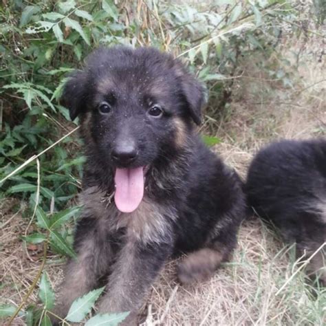 Female German Shepard Puppy Available For Sale In Tiruppur