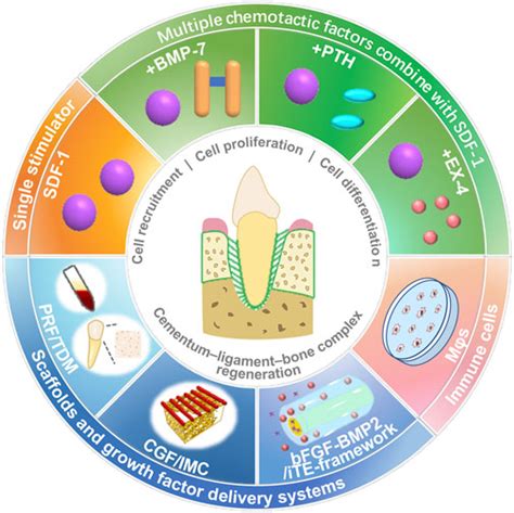 Frontiers Stem Cell Homing In Periodontal Tissue Regeneration