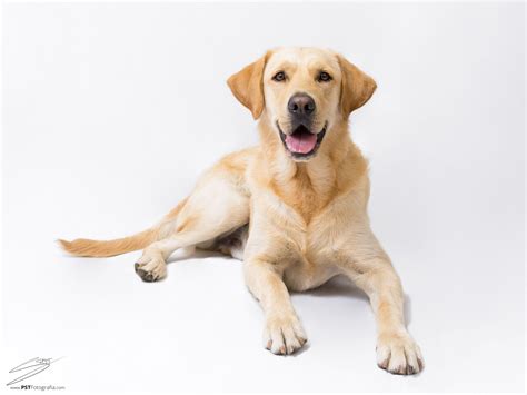 Un Perro Labrador Tumbado Frente A Las Cámaras De Pstfotografía En