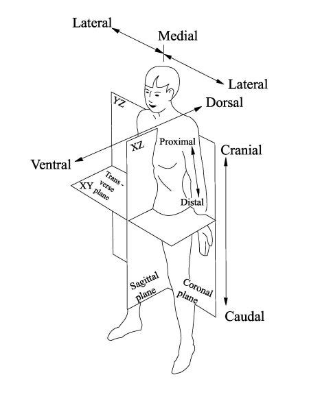 Anatomical Body Planes And Directional Terms Body