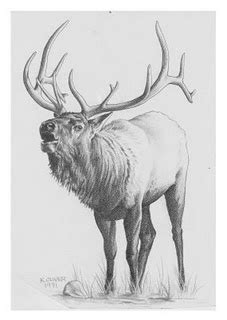 Deciding whether you must hunt for a record bull elk, or if a nice tasty cow elk will do, will influence how and, possibly, where you hunt. Wildlife Art by Ken Oliver at Coroflot.com