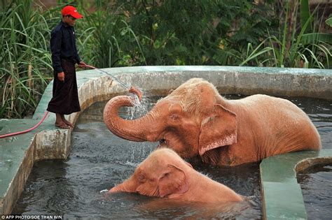 Pink Elephants On Parade Makes A Splash At A Burmese Zoo Today Daily