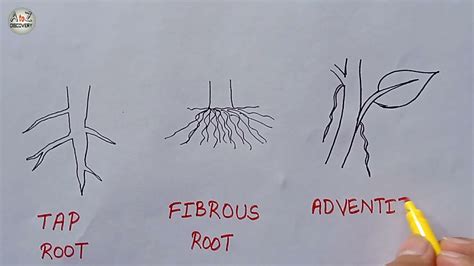 How To Draw Types Of Root Tap Root Fibrous Root Adventitious Root Diagram Biology Diagram