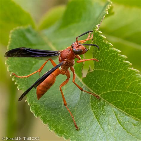 Fine Backed Red Paper Wasp Polistes Carolina Sevier Flickr