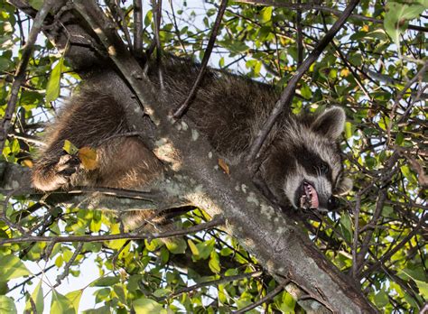 Raccoons Can Spread These 3 Zoonotic Diseases Raccoon Removal Louisville