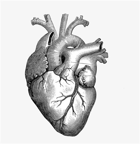 The Skeleton Key Anatomical Heart Drawing Png Image Transparent Png