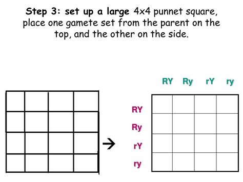 A punnett square is made of a simple square grid divided into 2x2 (or more) spaces. PPT - C-Notes: Dihybrid Cross (Punnett Square w/ 2 traits) PowerPoint Presentation - ID:3615486