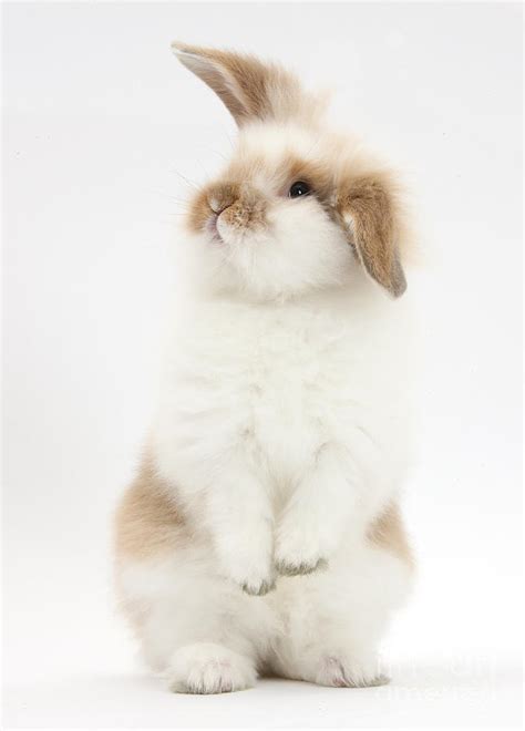 Young Fluffy Rabbit Standing Up Photograph By Mark Taylor