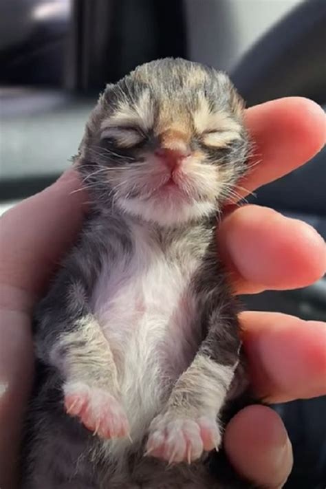 She Found A New Born Kitten On The Rain What She Did Is Amazing With