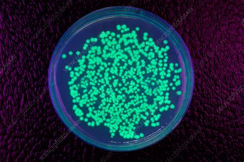 Bioluminescent Jellyfish Bacteria Stock Image G2000139 Science
