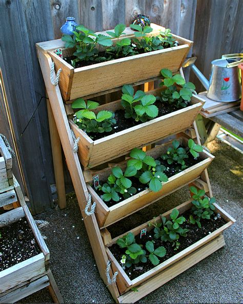 Strawberry Boxes Found It Here Busy At How To Grow