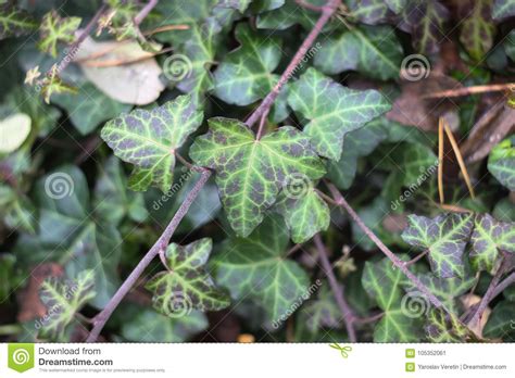 Dark Green Foliage Of A Healthy Plant With Raindrops Stock Image