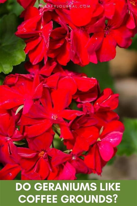 Do Geraniums Like Coffee Grounds Quick Answers Artofit