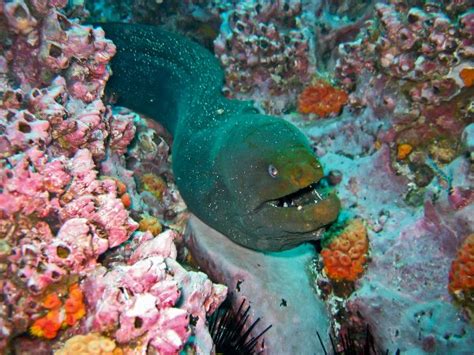 Green moray eels are not actually green. Moray Eel - Animal Facts and Information