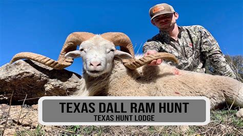Texas Dall Ram Hunting At Texas Hunt Lodge Fatherson Ram Hunt Youtube