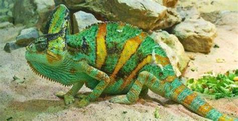 Veiled Chameleon Wildlife Facts