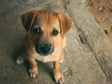 Sacrificar Cachorro Gratuito Sp