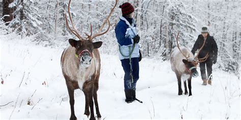 Why A Reindeer Walk Is One Of Fairbanks Best Activities Running Reindeer Ranch
