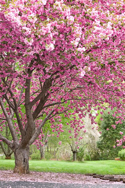 Gallery For Pink Flowering Trees