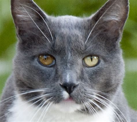 List 96 Wallpaper All Grey Cat With Yellow Eyes Stunning