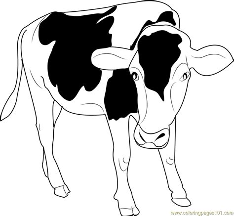 Black And White Cow Coloring Page Free Cow Coloring