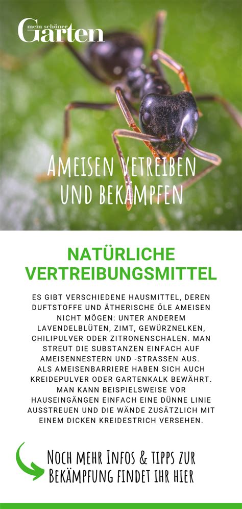 Einfach auf die laufwege der ameisen stellen. Ameisen vertreiben und bekämpfen | Ameisen vertreiben ...