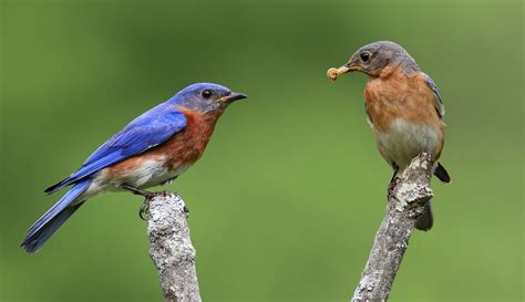 15 Eastern Bluebird Facts You Didnt Know 2023 Pet News Live