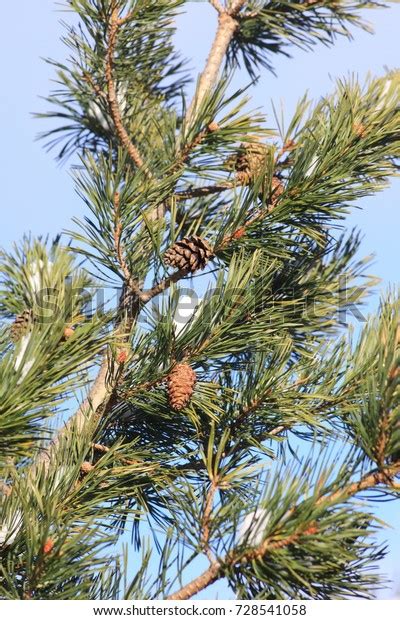 Aleppo Pine Tree Pinus Halepensis Stock Photo Edit Now 728541058